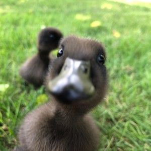 Meet your Posher, Natasha